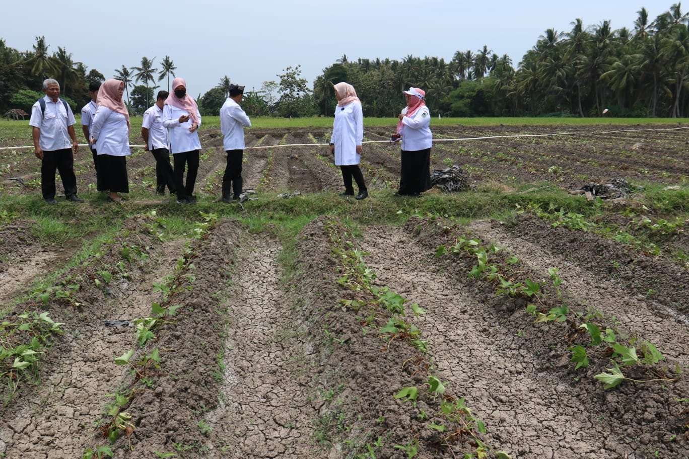 Pemkab Banyuwangi Cek Kondisi Air di Persawahan 