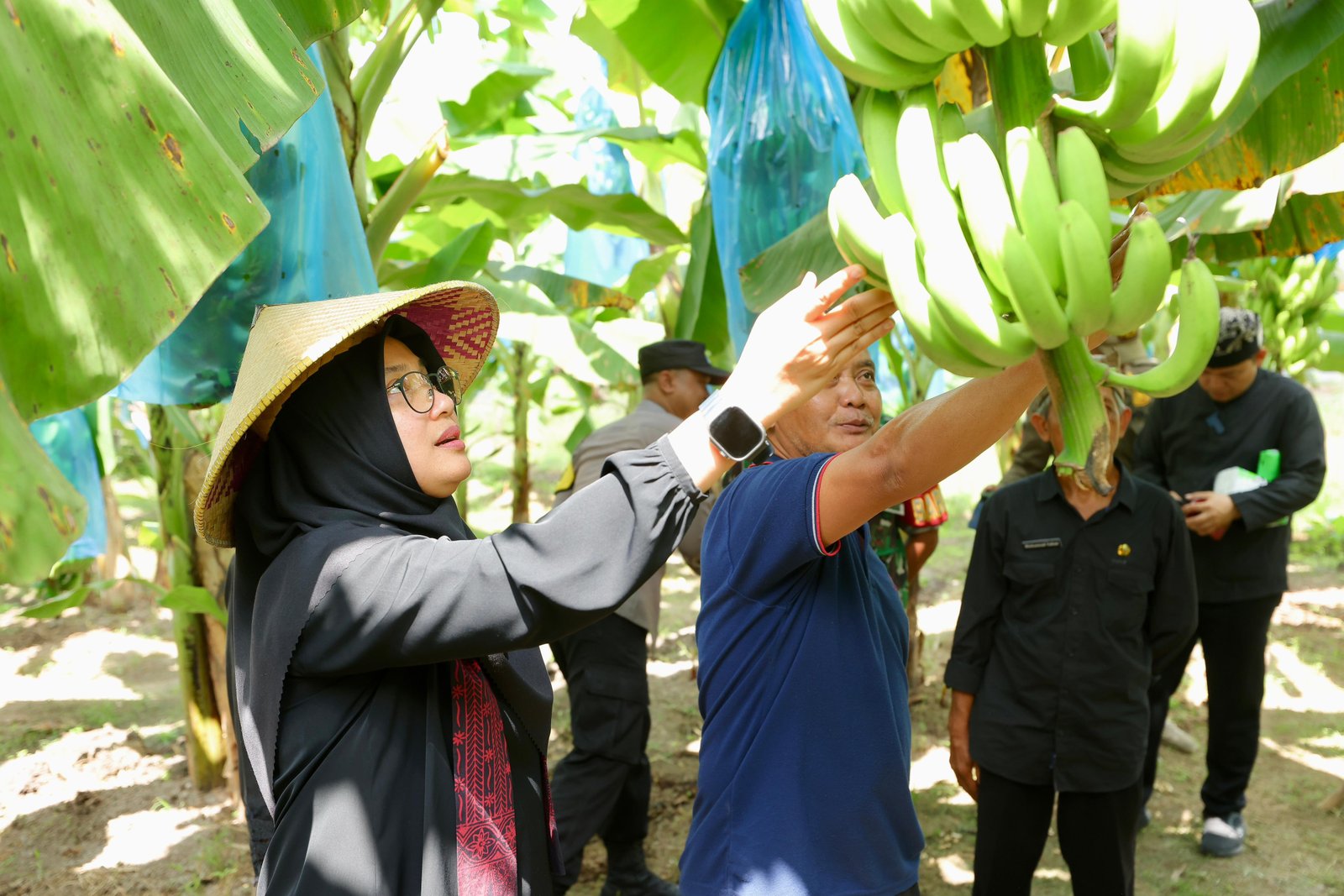 Produksi Pisang Cavendish Banyuwangi Capai 1 Ton per Musim Tanam