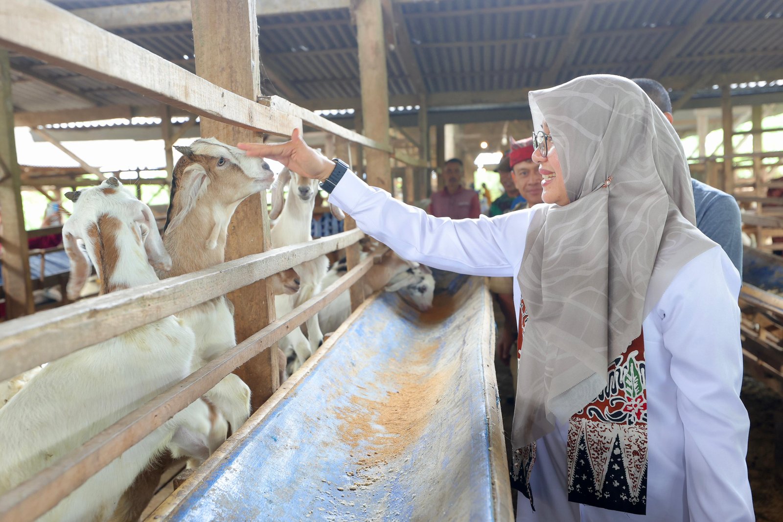Susu Kambing Banyuwangi Tembus Pasar Yogyakarta dan Semarang