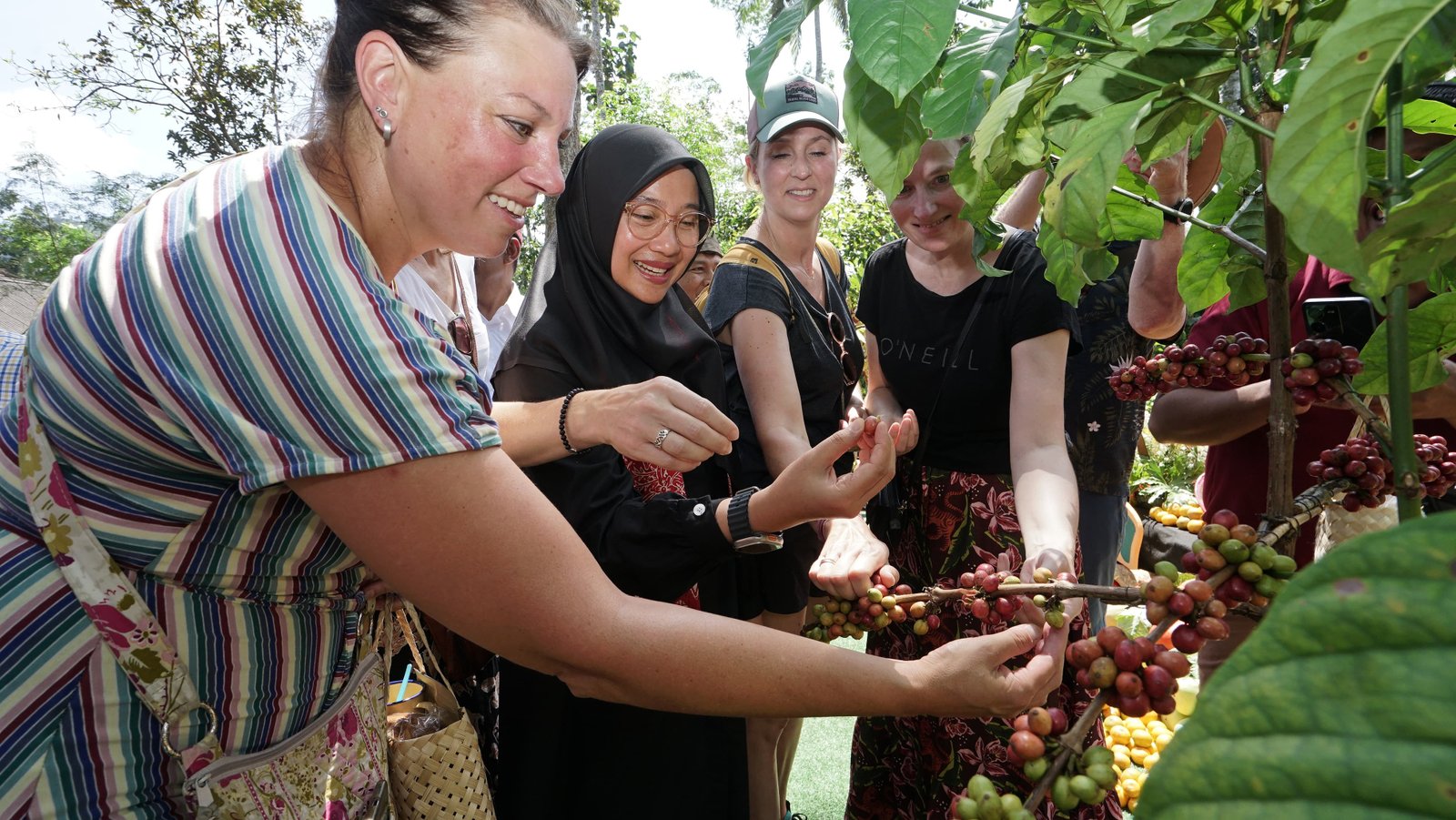 Festival Kopi Kalibaru Angkat Identitas Kopi Banyuwangi ke Tingkat Nasional