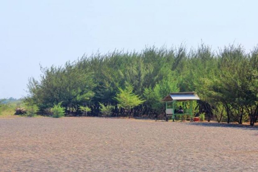 Wisata Asik Banyuwangi,  Pantai Cemara Rekomendasi Wisata Edukasi 