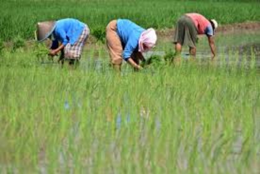 Ketersediaan Air Terjaga Petani  Banyuwangi Tersenyum Lebar 