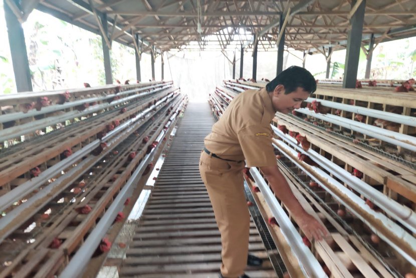 Populasi Ayam Petelur dan Sapi Potong di Banyuwangi Terus Meningkat