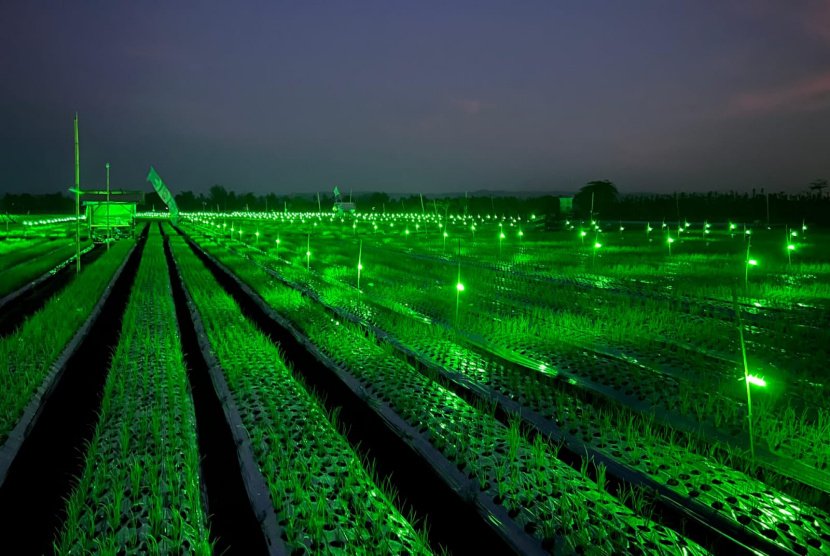 Pemkab Banyuwangi Dorong Penerapan Light Trap untuk Petani Bawang Merah