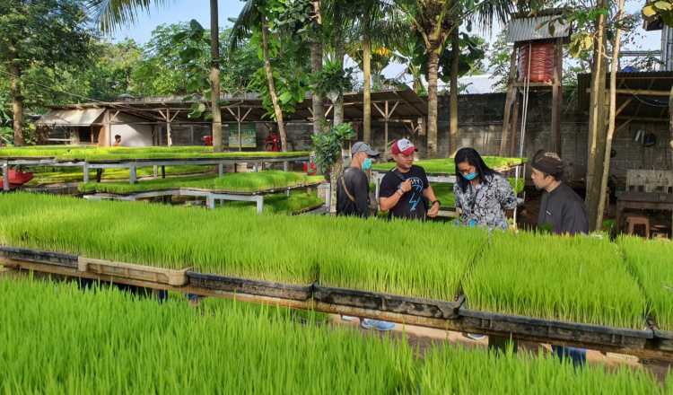 Banyuwangi Siap Dukung Swasembada Pangan Nasional dengan IP 400