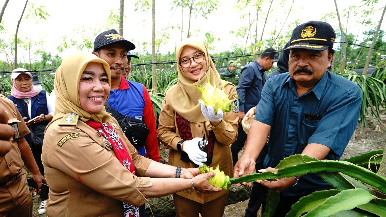 Buah Naga Kuning Banyuwangi Penuhi Standar Kualitas Supermarket