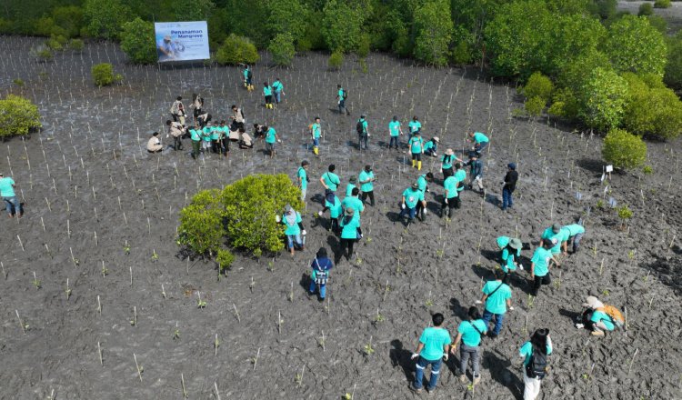 PT Bumi Suksesindo Tanam Ribuan Mangrove di Banyuwangi untuk Peringati Hari Lingkungan Hidup 2024
