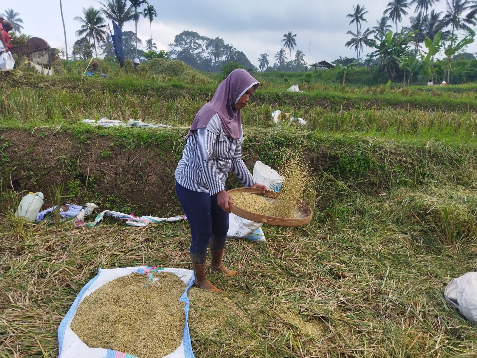Banyuwangi Optimis Capai Produksi Gabah 789.554 Ton di Panen Raya 2024