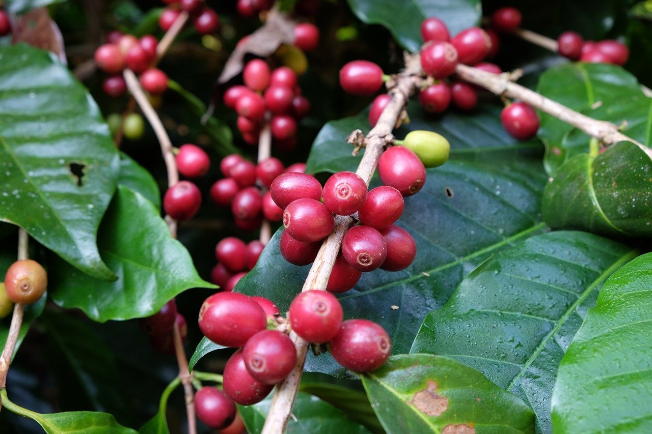 Kopi Robusta Banyuwangi Naik Daun, Harga Green Bean Melonjak 62% di Tahun 2024