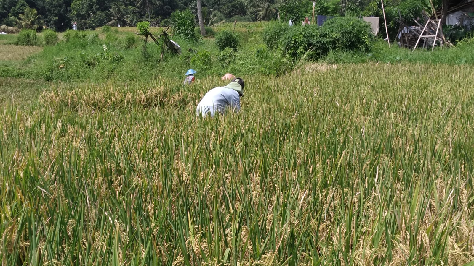 Alokasi Terbatas, Dispertan Dorong Petani Beralih ke Pupuk Organik