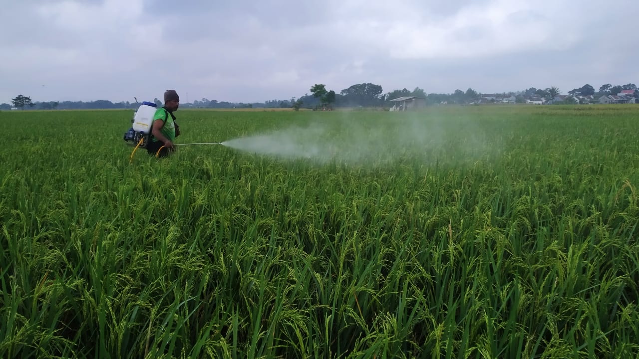 Dispertan Banyuwangi Berikan Tips Menghadapi Cuaca Ekstrem Bagi Petani 